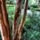 Thumbnail: Lagerstroemia indica (Crape Myrtle)
