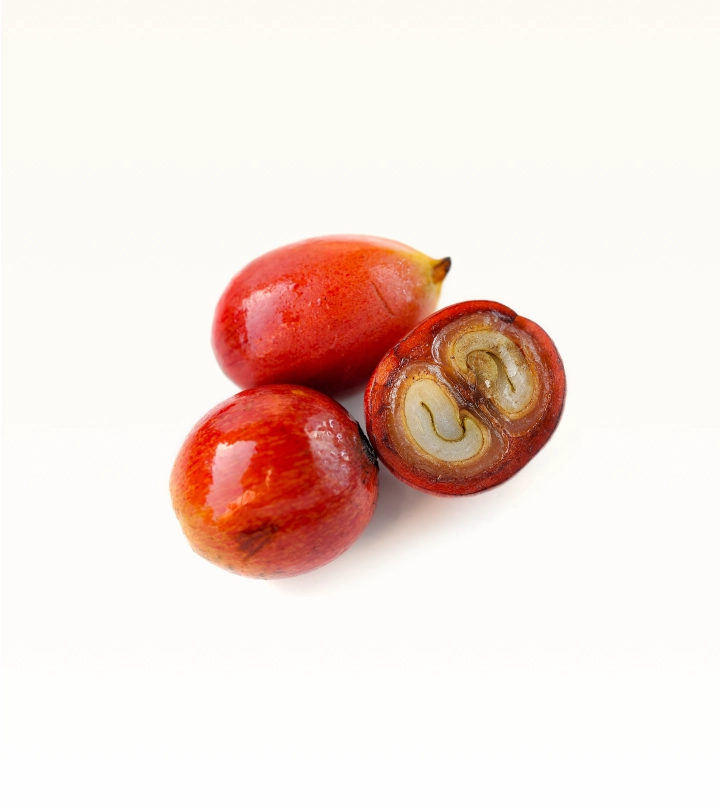 coffee bean cherries