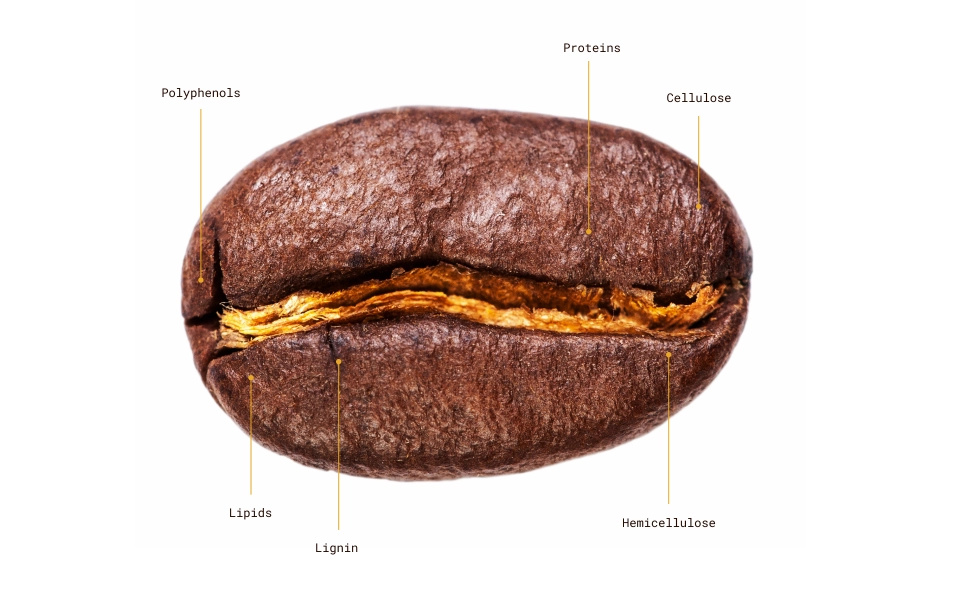 Coffee bean closeup with text