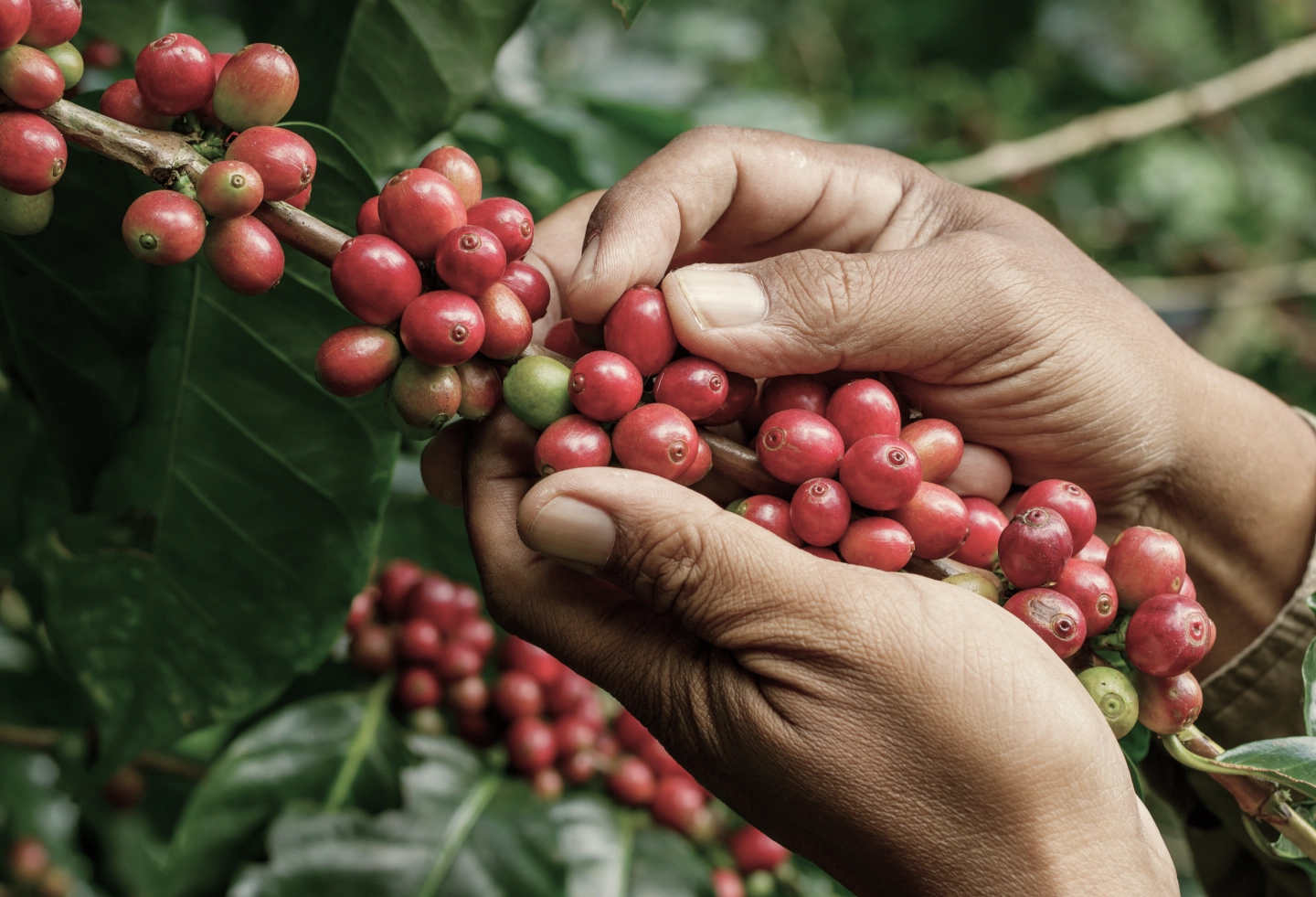 coffee beans