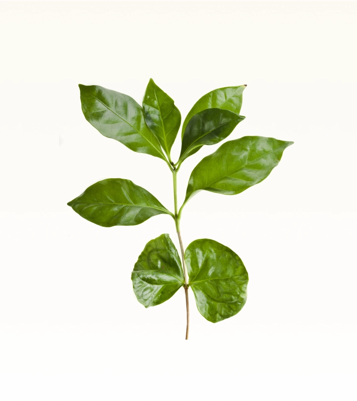kaffe bueno coffeplantleaf