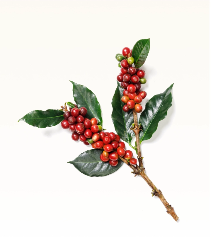 kaffe bueno coffeeberries leaf