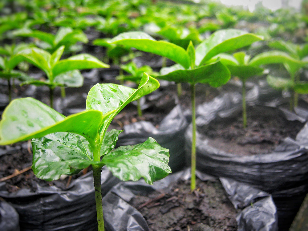 Organic Baby Coffee Plants. Photo by: Kaffe Bueno