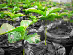 Organic Baby Coffee Plants. Photo by: Kaffe Bueno
