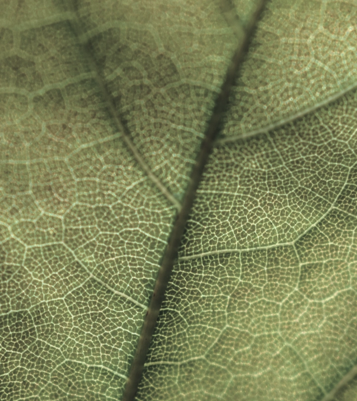 coffeebean leaf closeup