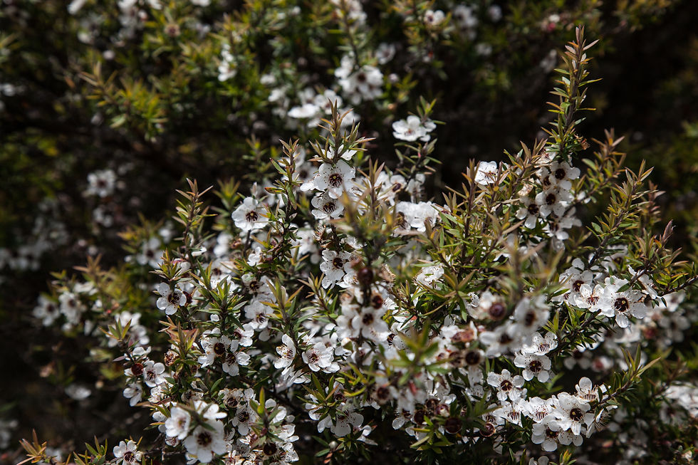 Manuka bush flowering