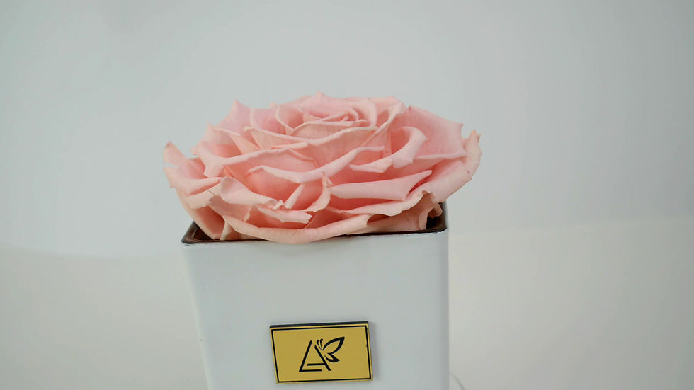 Thumbnail: Infinity Single  Rose