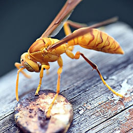 yellow paper wasp on wood