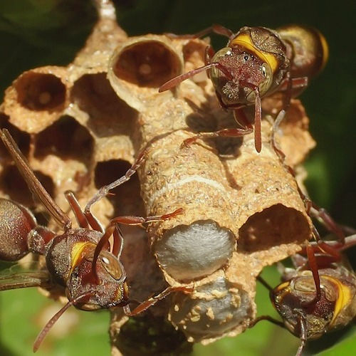 Paper wasps on nest