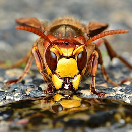 Hornet drinking water