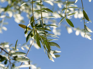 Los incendios, afectarán a la calidad del aire