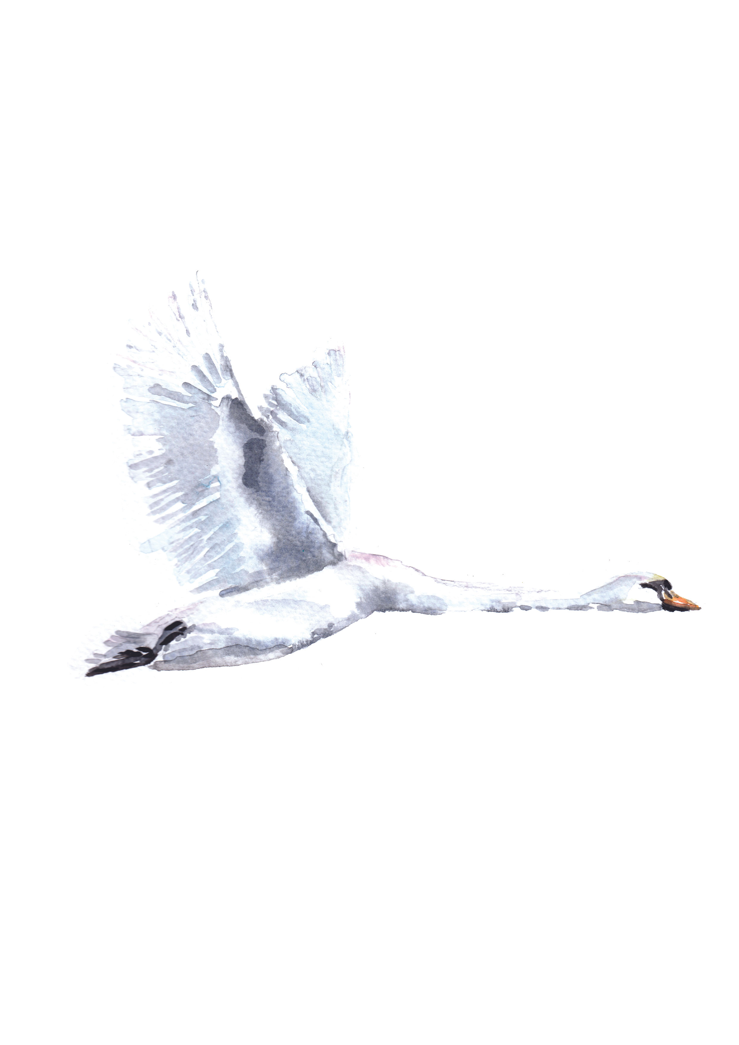 'Swan' Watercolour  Signed original.