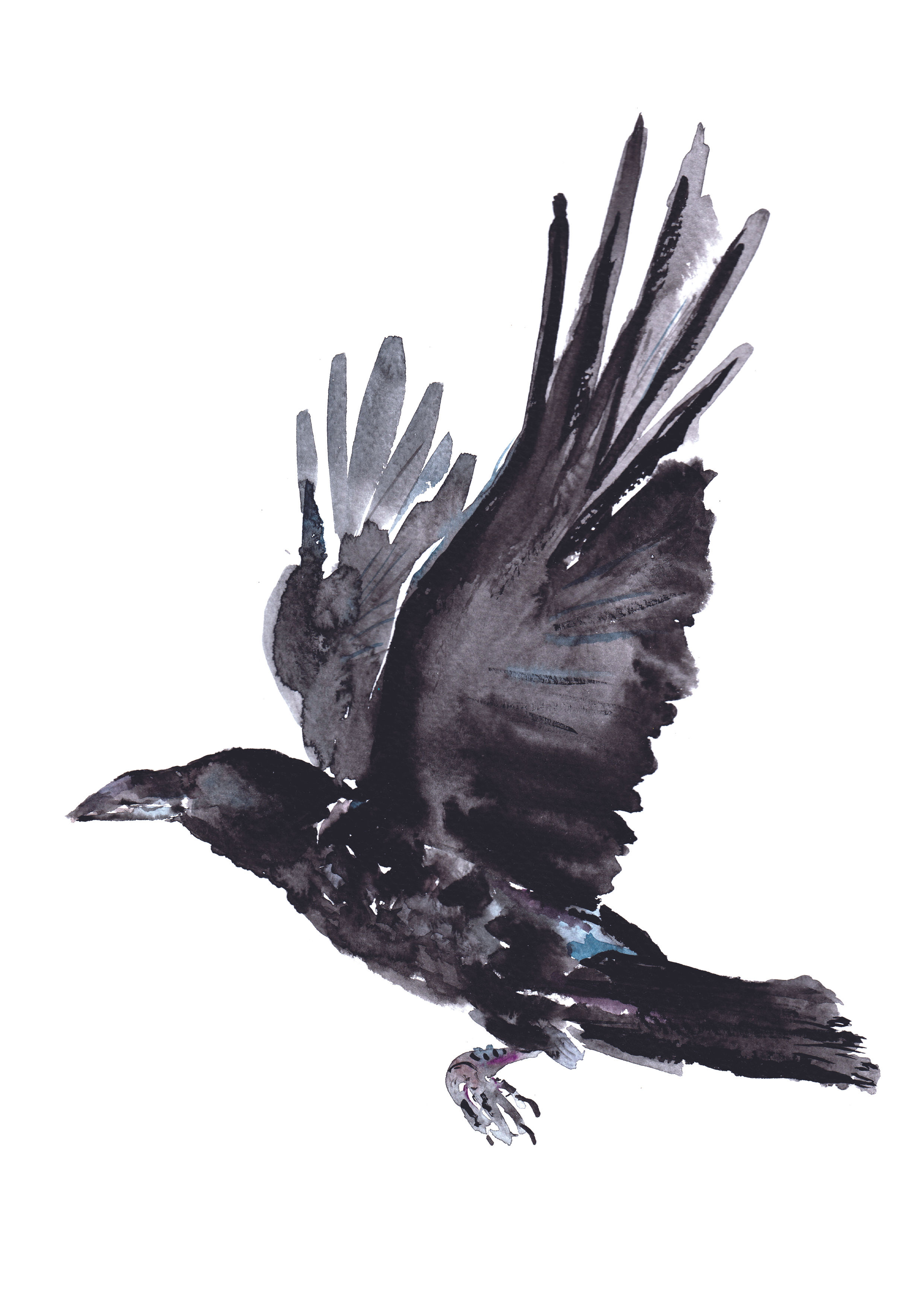'Raven' Watercolour  Signed original.