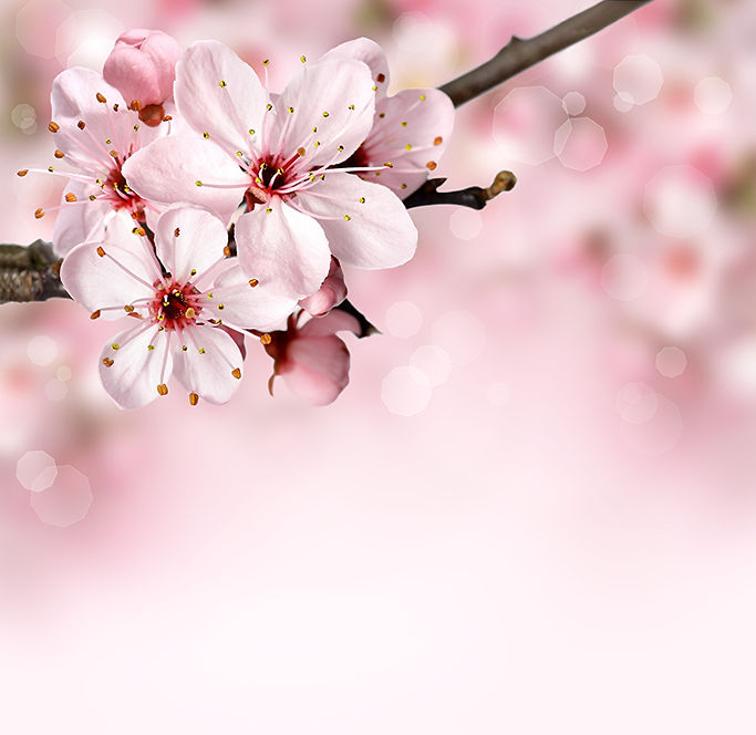 Closeup_Flowering_trees_485935.jpg