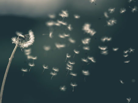 Aan de slag met DEFUSIE 2.0, in  procesgerichte ACT