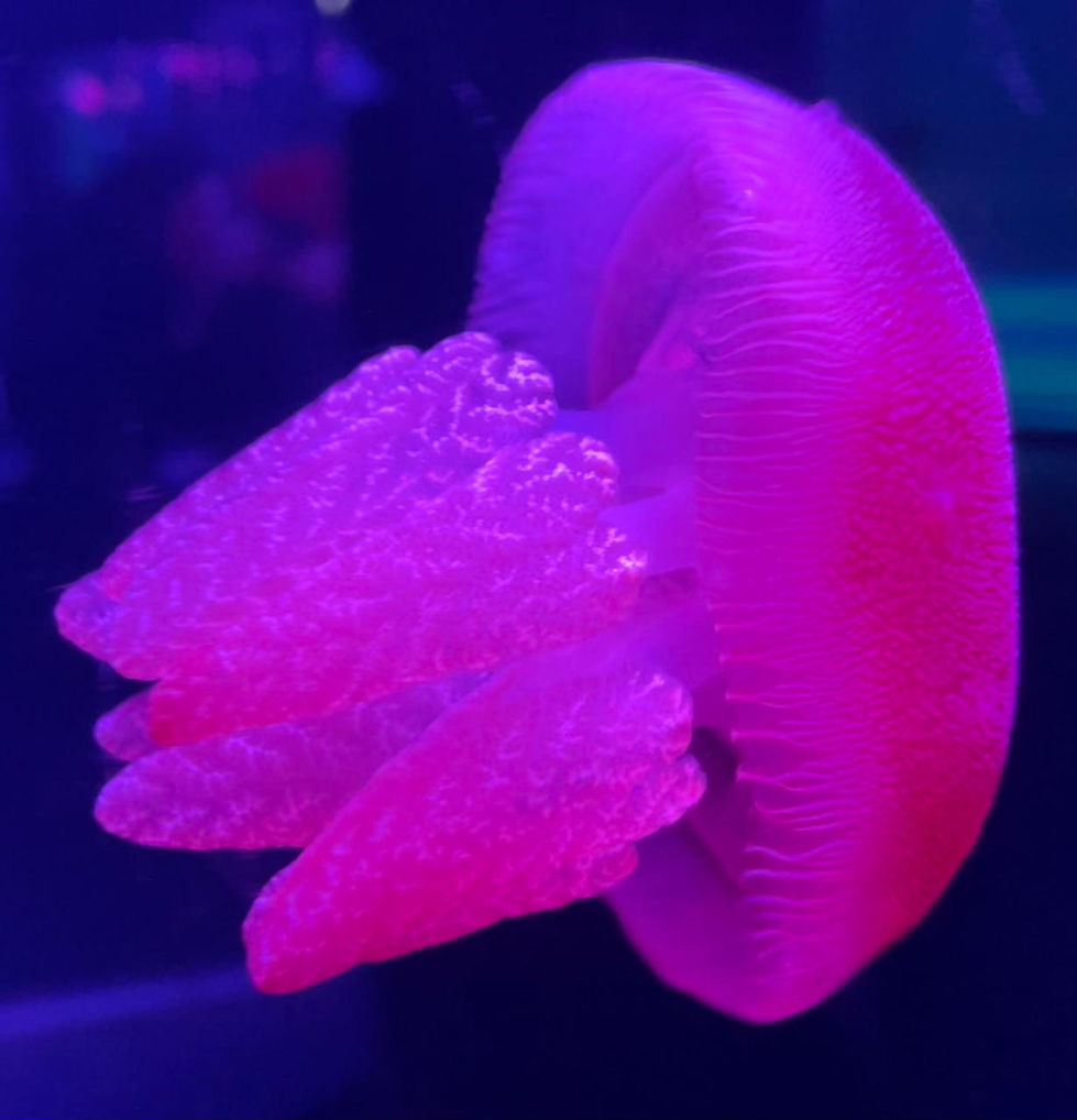 19-Pink stinger-Sydney