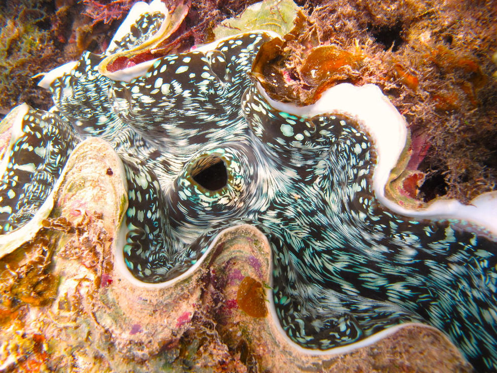 015-Fifteenth-Rob-45-Clam-Exmouth