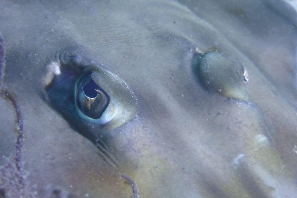 06-Shovel Nose Ray Indignant Eye-Fly Point