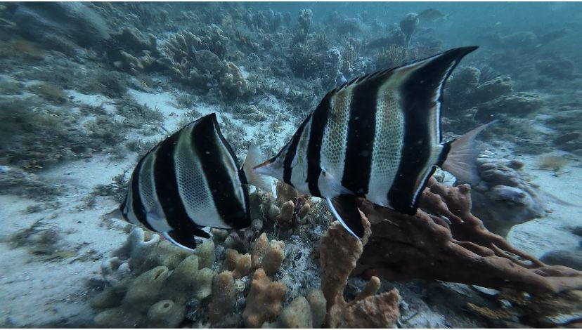 16-Angel Fish-FlyPoint