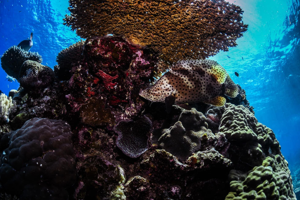 47-Fish-Ribbon Reef Carins