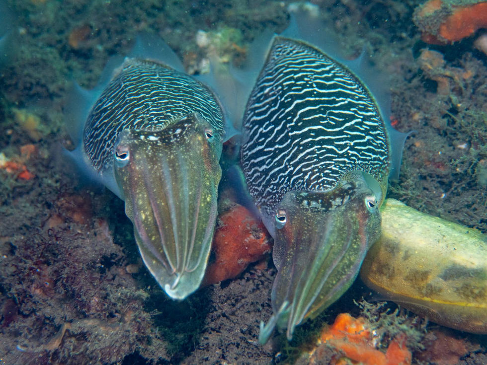 28-Cuttlefish-Chowder Bay