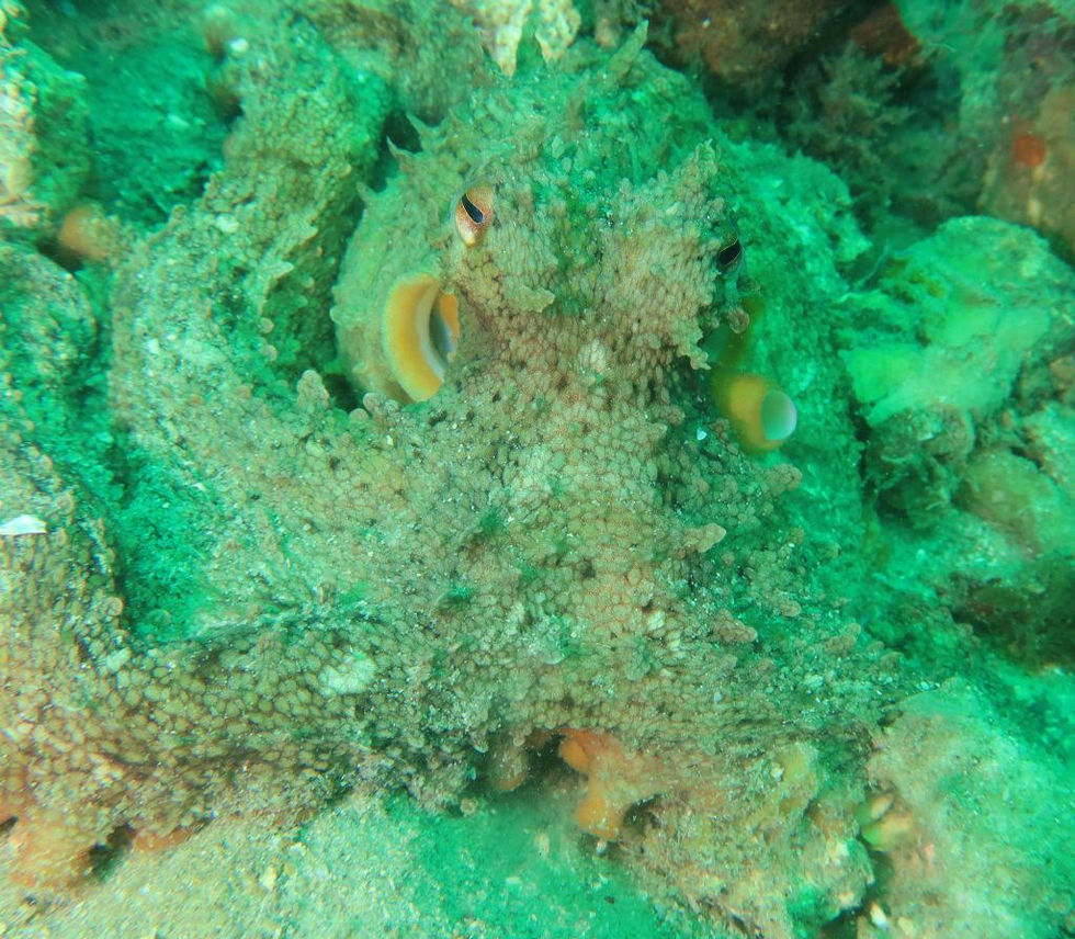 32-Octopus-Little Beach