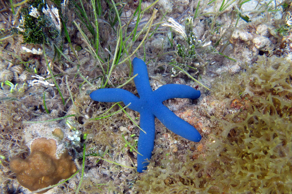 21-Blue Star-Fiji