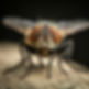 Fly