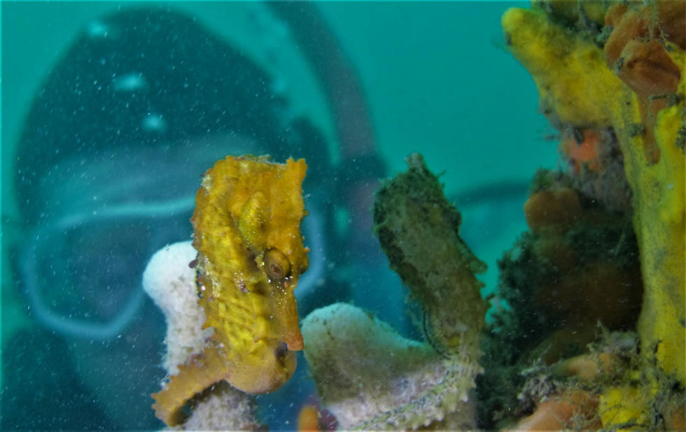 20-Seahorse_Diver-Clifton Gardens
