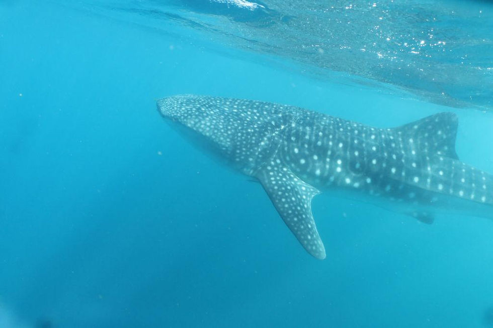 45-Whale Shark-Ningaloo