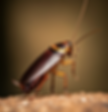 Turkestan cockroach
