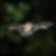 Bat