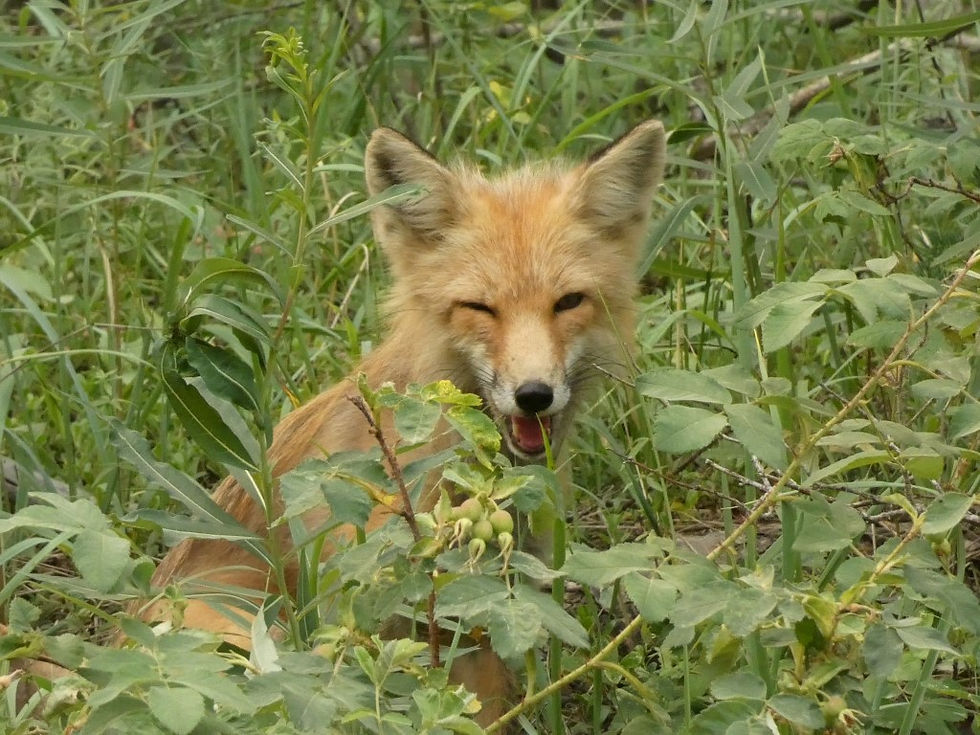 ree