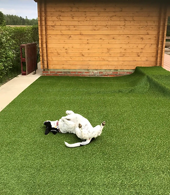 Guest's dog rolling around on the grassy area outside Robin Lodge