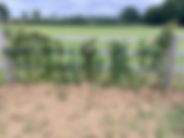 Horse jump with foliage growing