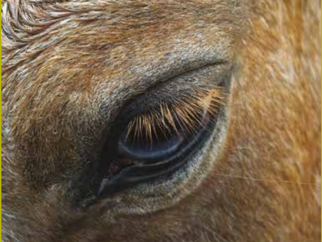 Mieux connaître le cheval pour assurer bien-être et sécurité