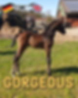image0 (5).png