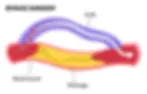 Arterial bypass surgery