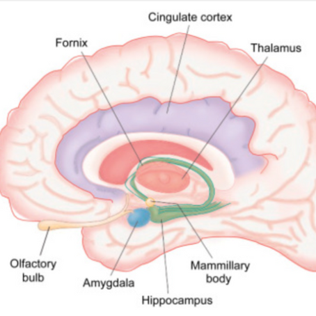 Historical Development of Korsakoff Syndrome