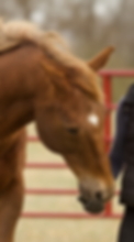 merry_chase_horse_boarding_virginia.png