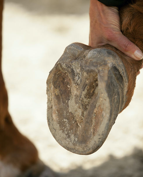 hoofcare6.jpeg