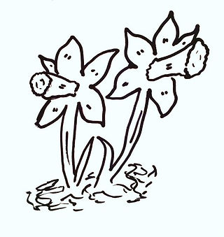 daffodil cartoon