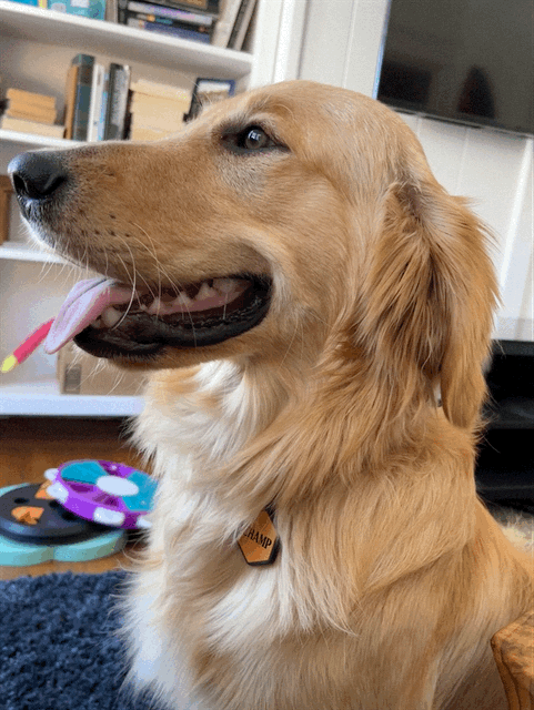 Golden retriever puppy