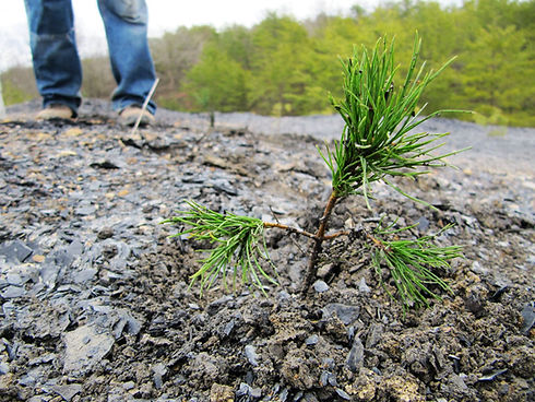 little tree fb.jpg