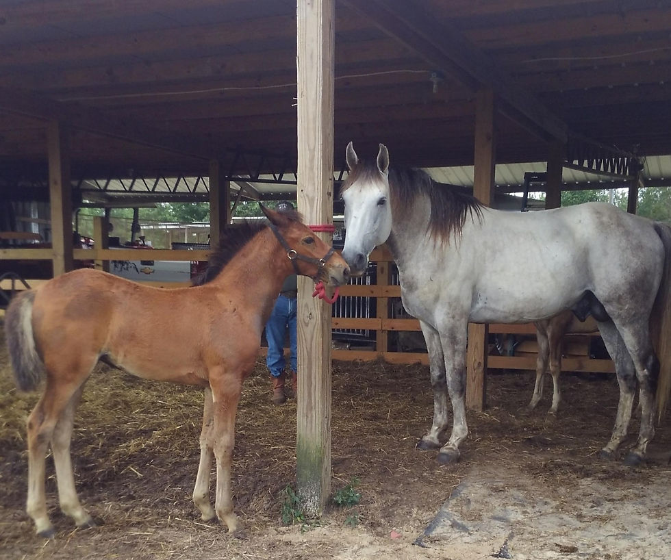 Luke w filly_edited.jpg