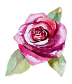 Rose 2