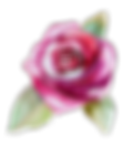 Rose 2