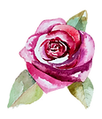 Rose 2