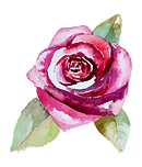 Rose 2