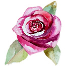 rosa 2